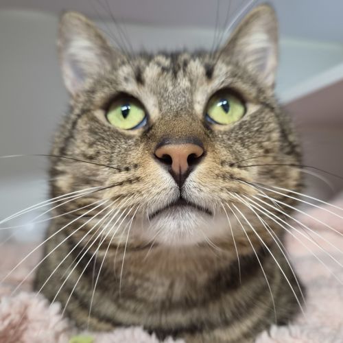 Bfg - Domestic Short Hair Cat