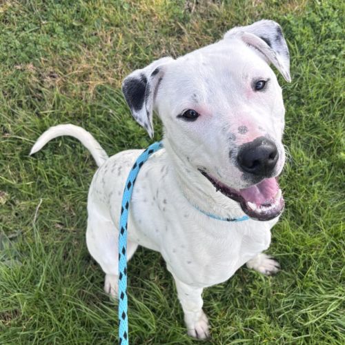 Joey - American Staffordshire Terrier Dog