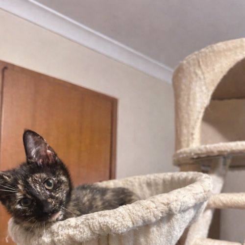 Diva - Domestic Short Hair (DSH) Cat