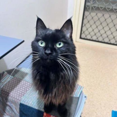 Foxy Luna - Domestic Medium Hair (DMH) Cat