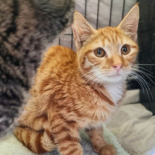 Luffy - Domestic Short Hair (DSH) Cat