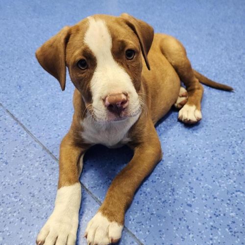 Poppy - American Staffordshire Bull Terrier Dog