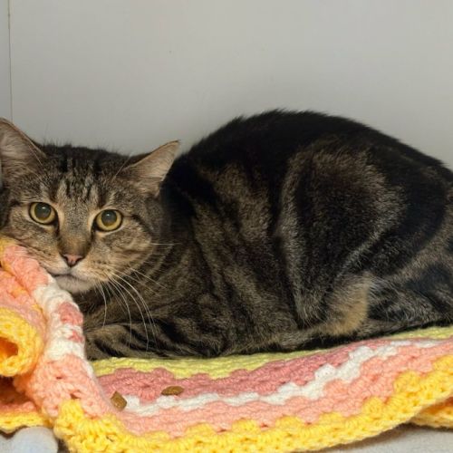 George - Domestic Short Hair (DSH) Cat