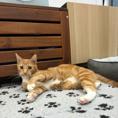 Peanut - Domestic Short Hair (DSH) Cat