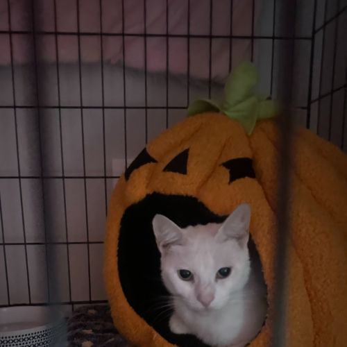 Coconut  - Domestic Short Hair (DSH) Cat