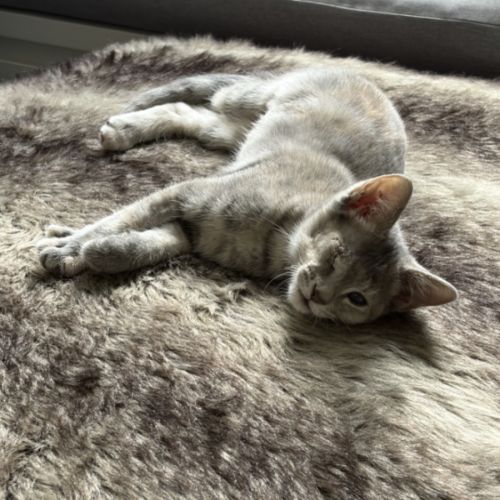 Skipper - Domestic Short Hair (DSH) Cat