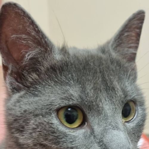 Nara - Domestic Short Hair (DSH) Cat