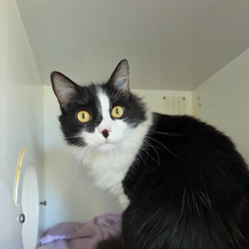 Rocket - Domestic Long Hair (DLH) Cat