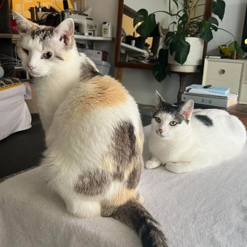 Possum & Spex  - Domestic Short Hair (DSH) Cat