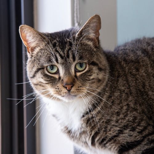 Jasper The Brave - Domestic Short Hair (DSH) Cat