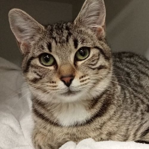 Boadicea - Domestic Short Hair (DSH) Cat