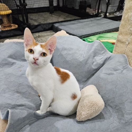 Sam - Domestic Short Hair (DSH) Cat