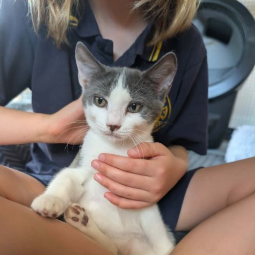 Monroe - Domestic Short Hair (DSH) Cat