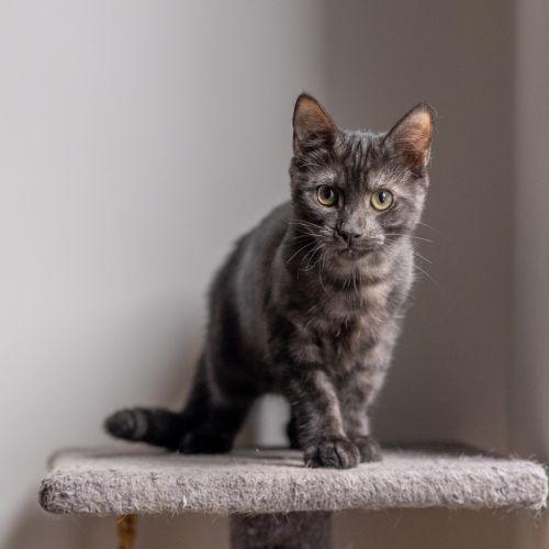Piglet - Domestic Short Hair (DSH) Cat