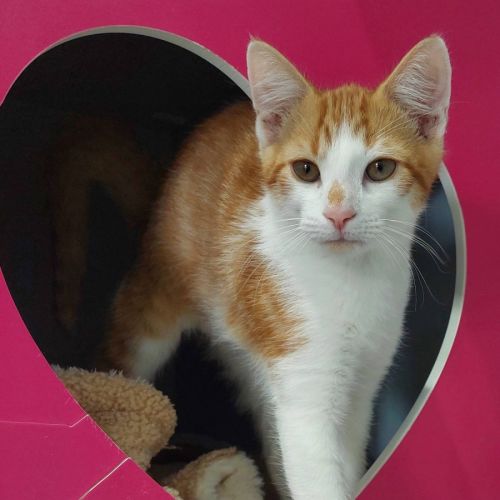 Wave - Domestic Short Hair (DSH) Cat