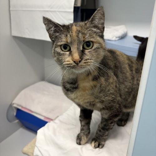 Molly - Domestic Short Hair (DSH) Cat