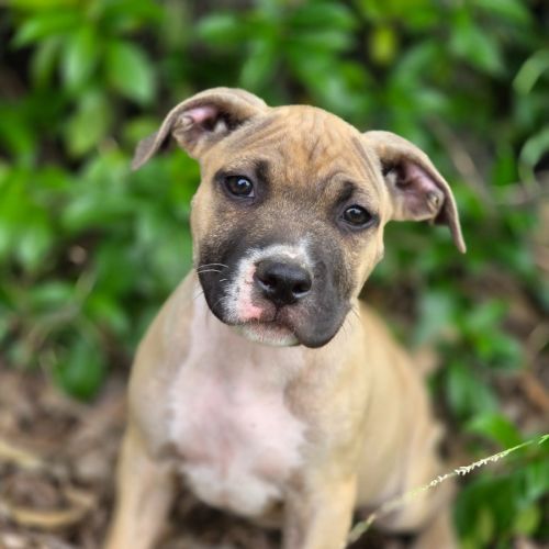 Darla - Staffordshire Bull Terrier Dog