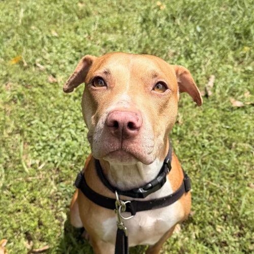 Karah - American Staffordshire Bull Terrier Dog