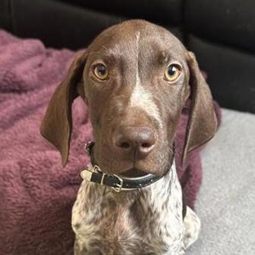 Crumpet - German Shorthaired Pointer Dog