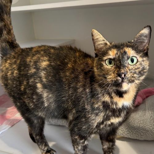 Lotti - Domestic Short Hair (DSH) Cat
