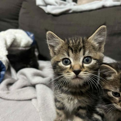 Peanut - Domestic Short Hair (DSH) Cat