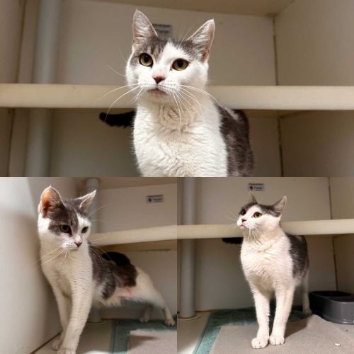 Blossom - Domestic Short Hair (DSH) Cat