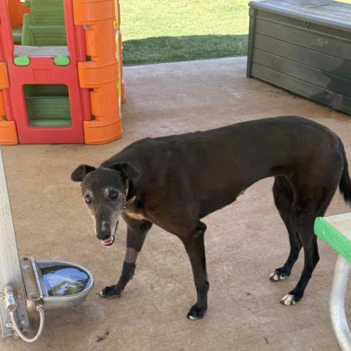 Fleur - Greyhound Dog