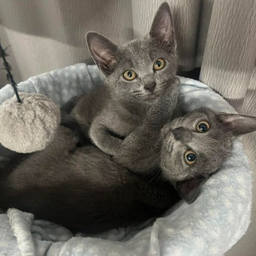 Colin - Domestic Short Hair (DSH) Cat