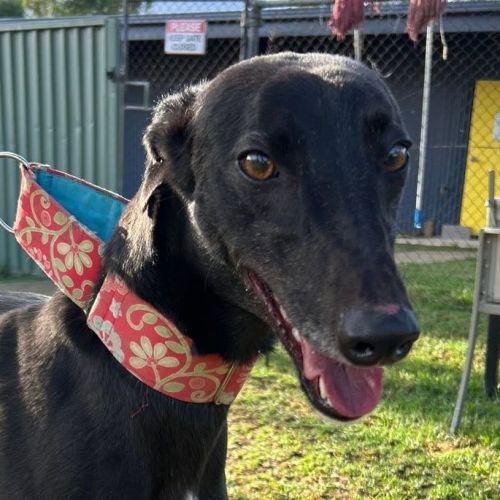 Chiquita - Greyhound Dog