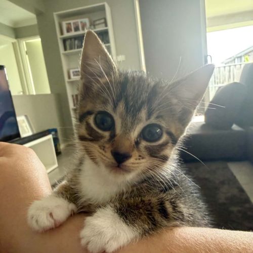 Jezebel  - Domestic Short Hair (DSH) Cat
