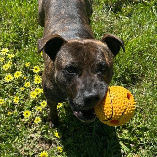 Saint - Staffordshire Bull Terrier Dog