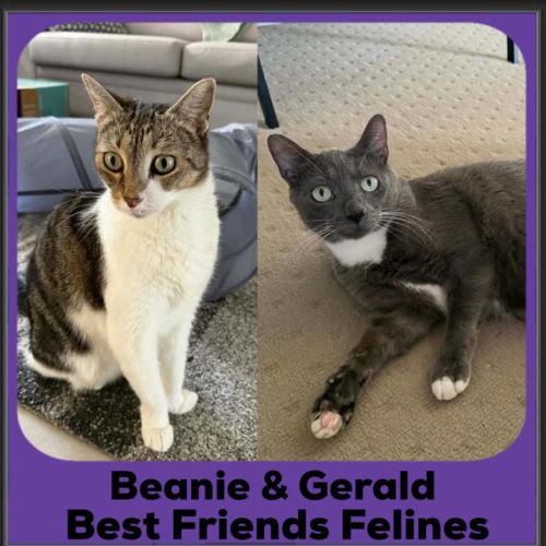 Beanie and Gerald  - Domestic Short Hair (DSH) Cat