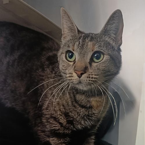 Luna - Domestic Short Hair Cat