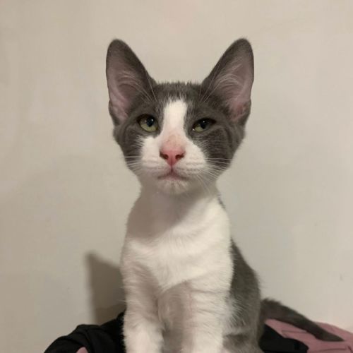 Basil - Domestic Short Hair (DSH) Cat