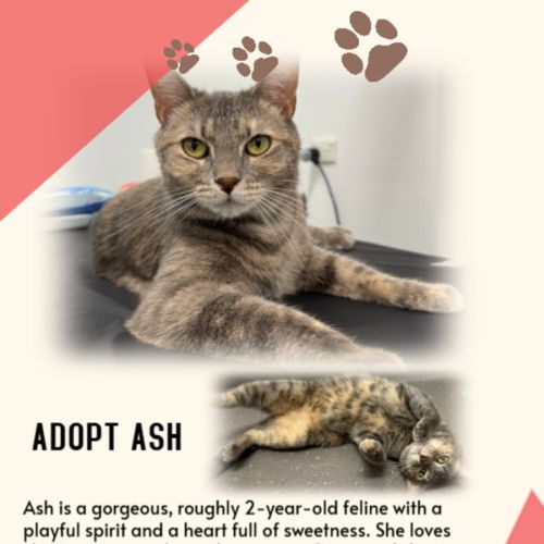 Ash - Domestic Short Hair (DSH) Cat