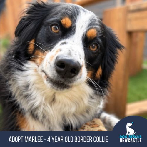 Marlee - 4 Year Old Border Collie - Border Collie Dog