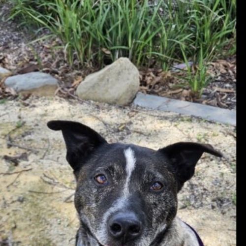 Turbo - Australian Cattle Dog