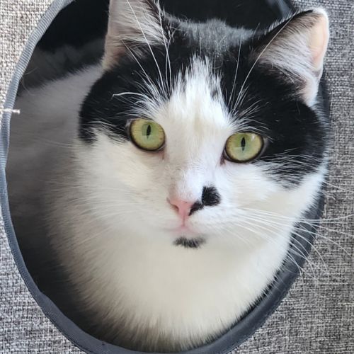 Smudge - Domestic Short Hair (DSH) Cat