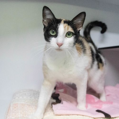 Autumn - Domestic Short Hair Cat