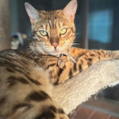 Winnie - Bengal Cat