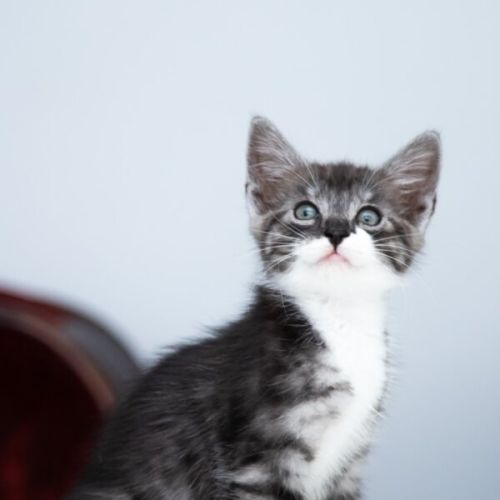 Knight - Domestic Medium Hair (DMH) Cat