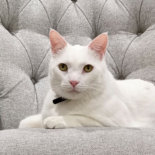 Barfi - Domestic Short Hair (DSH) Cat