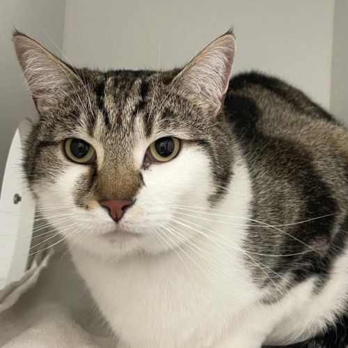 Bingles  - Domestic Short Hair (DSH) Cat