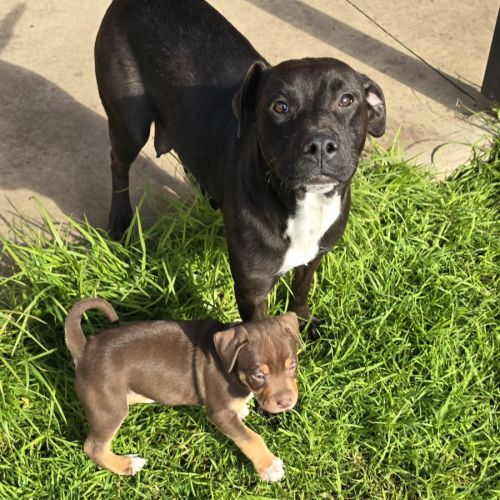 Jenny - American Staffordshire Terrier Dog