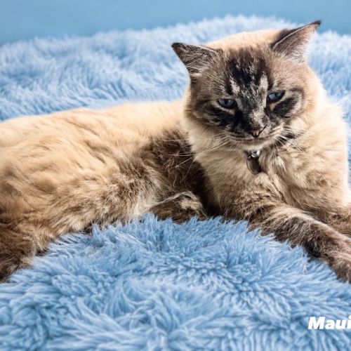 Maui - Ragdoll Cat