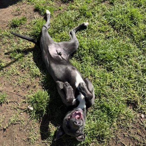 Buddy - Whippet Dog