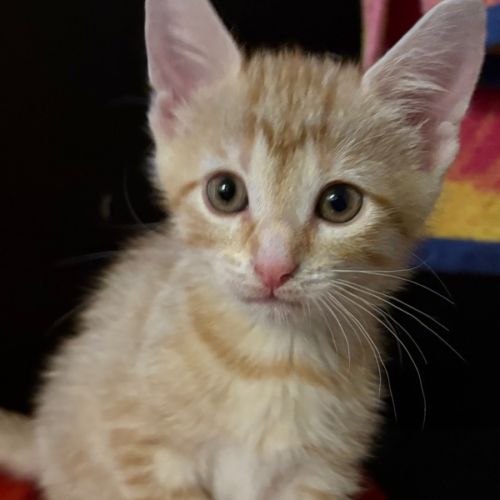 Honey - Domestic Short Hair (DSH) Cat