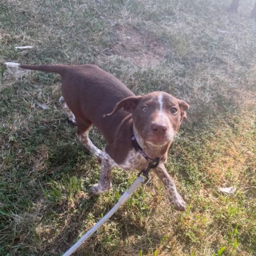 Buddy - German Shorthaired Pointer Dog