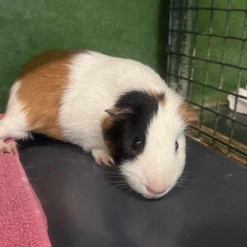 Luigi  - Smooth Hair Guinea Pig