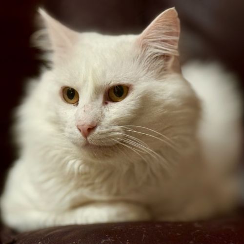 Snowman - Domestic Medium Hair (DMH) Cat